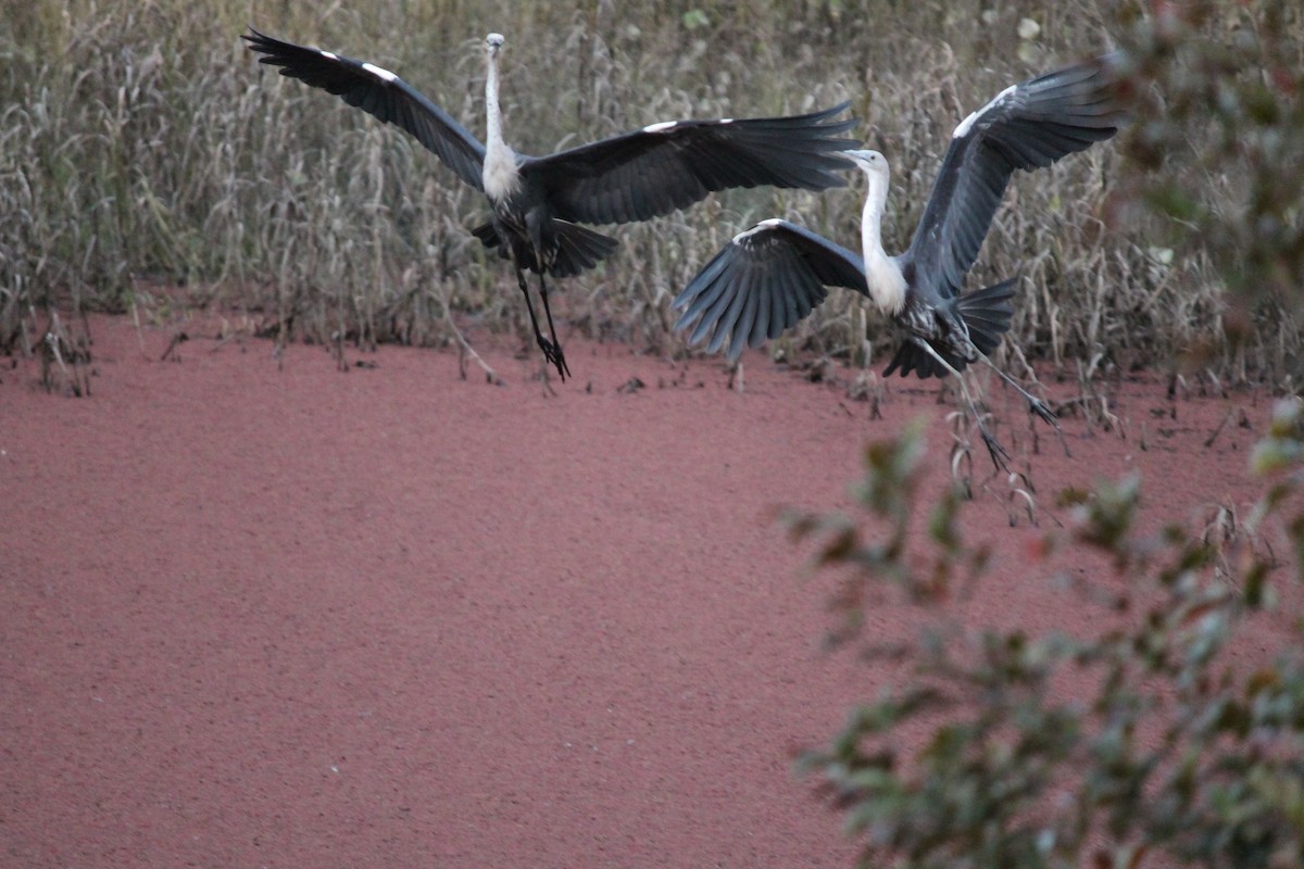 Pacific Heron - ML637689755