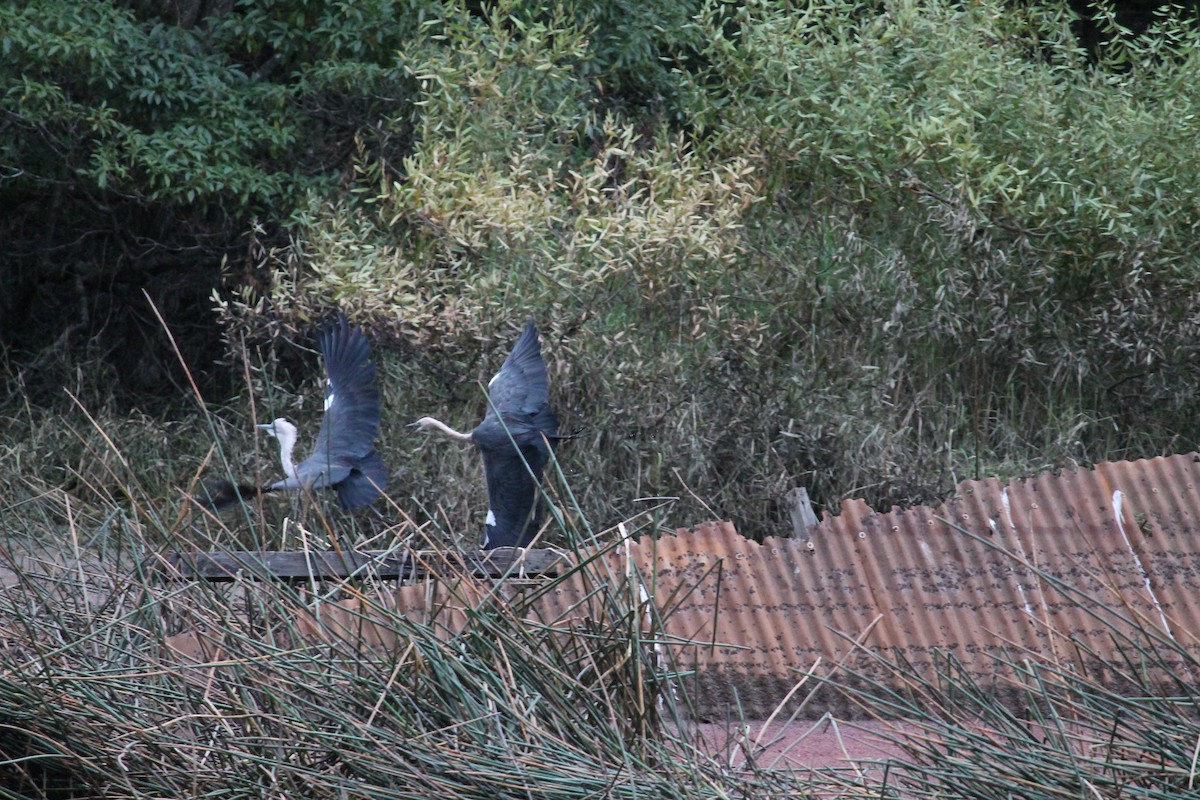 Pacific Heron - ML637689756