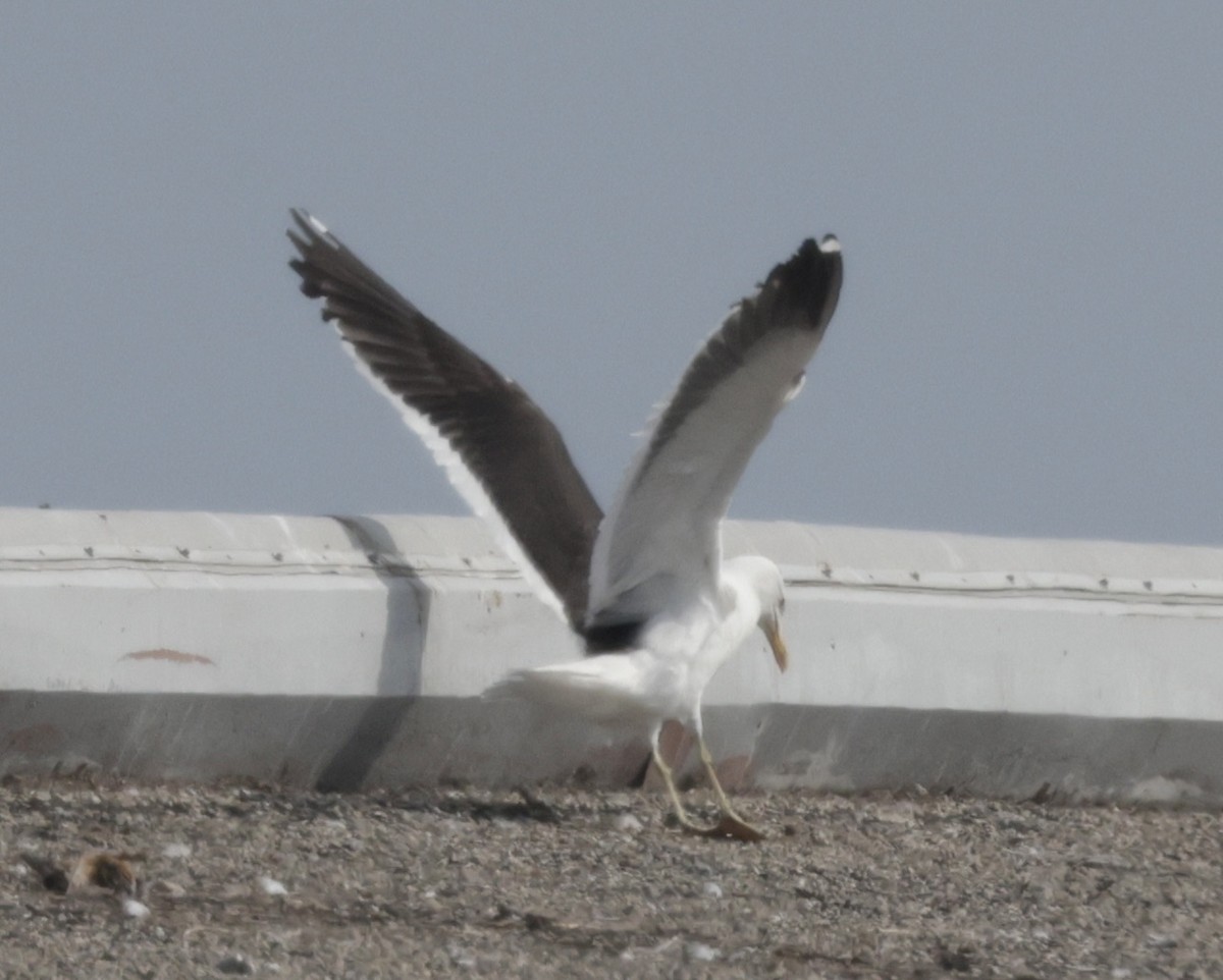 Kelp Gull - ML637689757