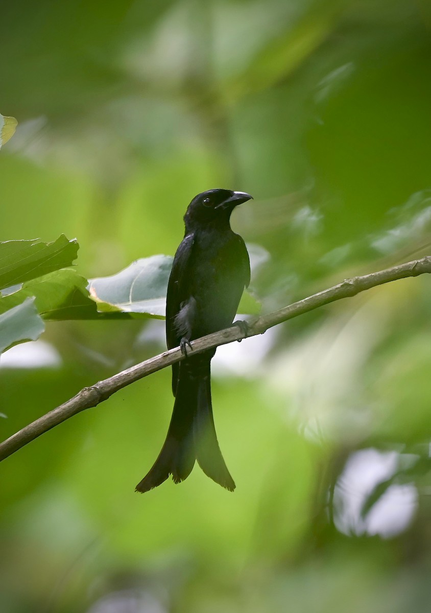 Crow-billed Drongo - ML637689762