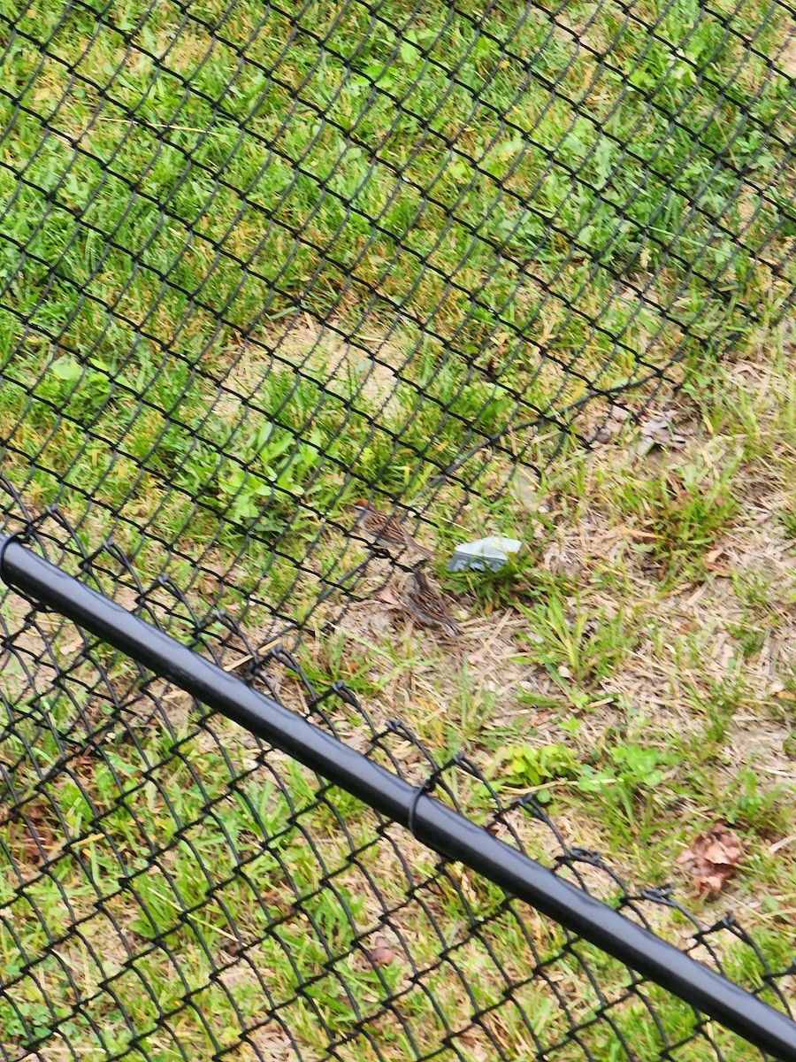 Chipping Sparrow - ML637689765