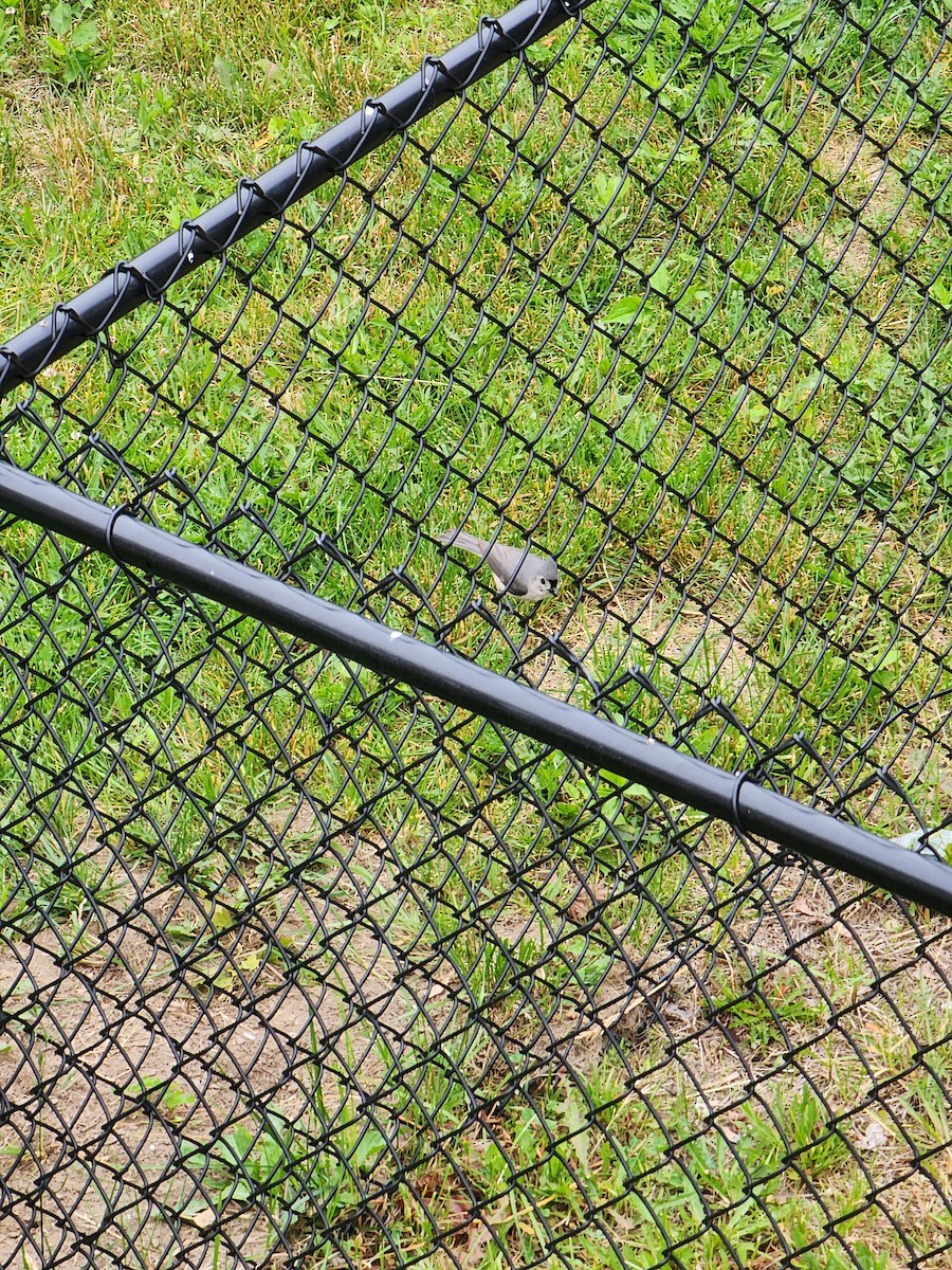 Tufted Titmouse - ML637689767