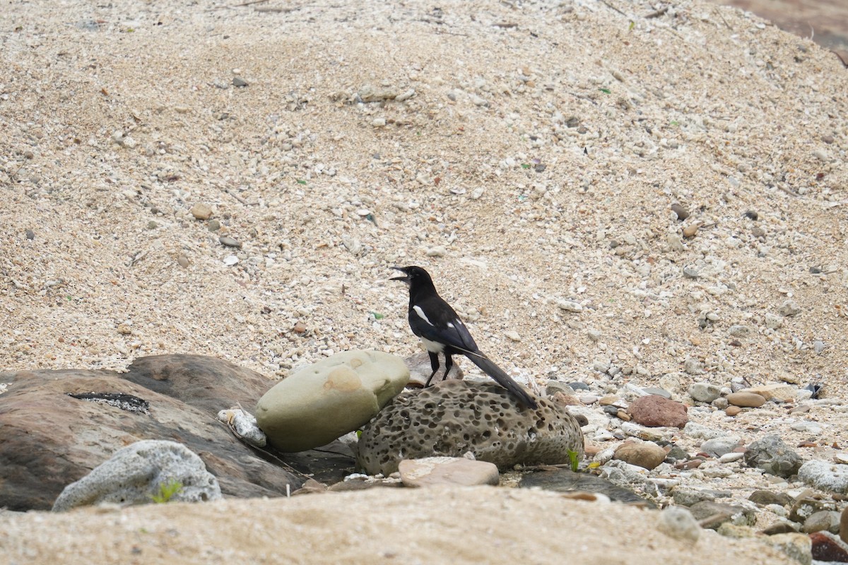 Oriental Magpie - ML637689776