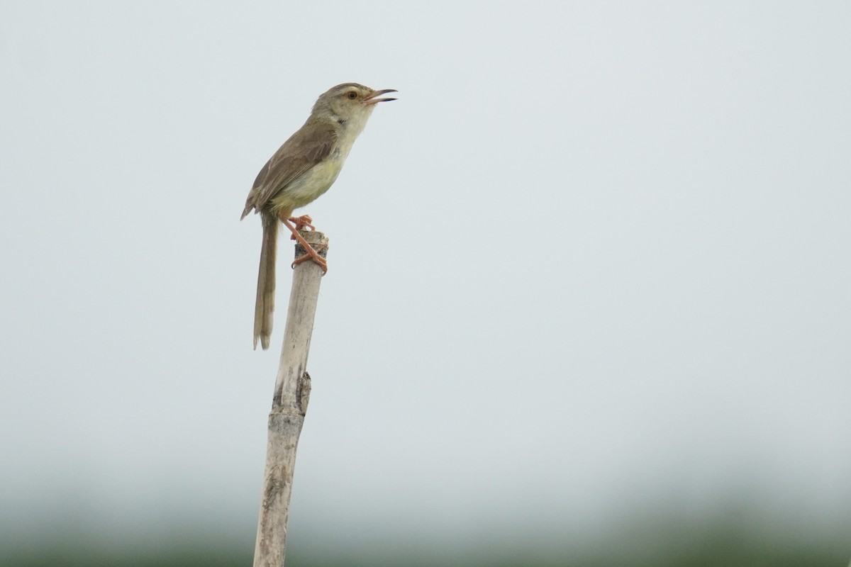 Plain Prinia - ML637689802