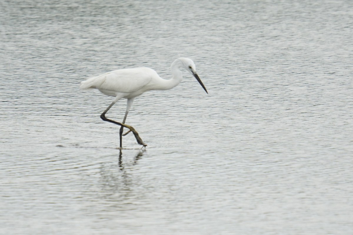Little Egret (Western) - ML637689803
