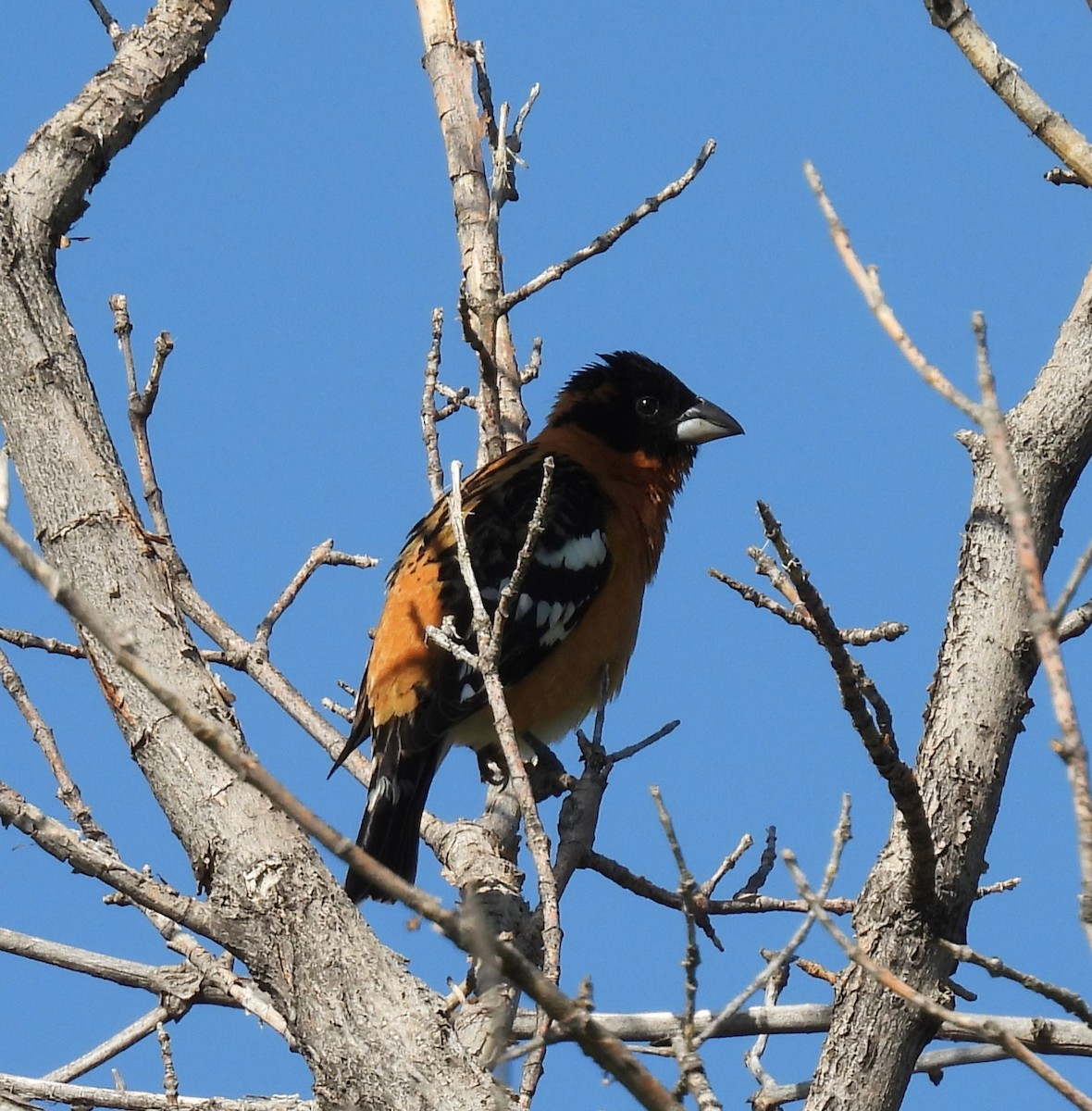 Black-headed Grosbeak - ML637689804