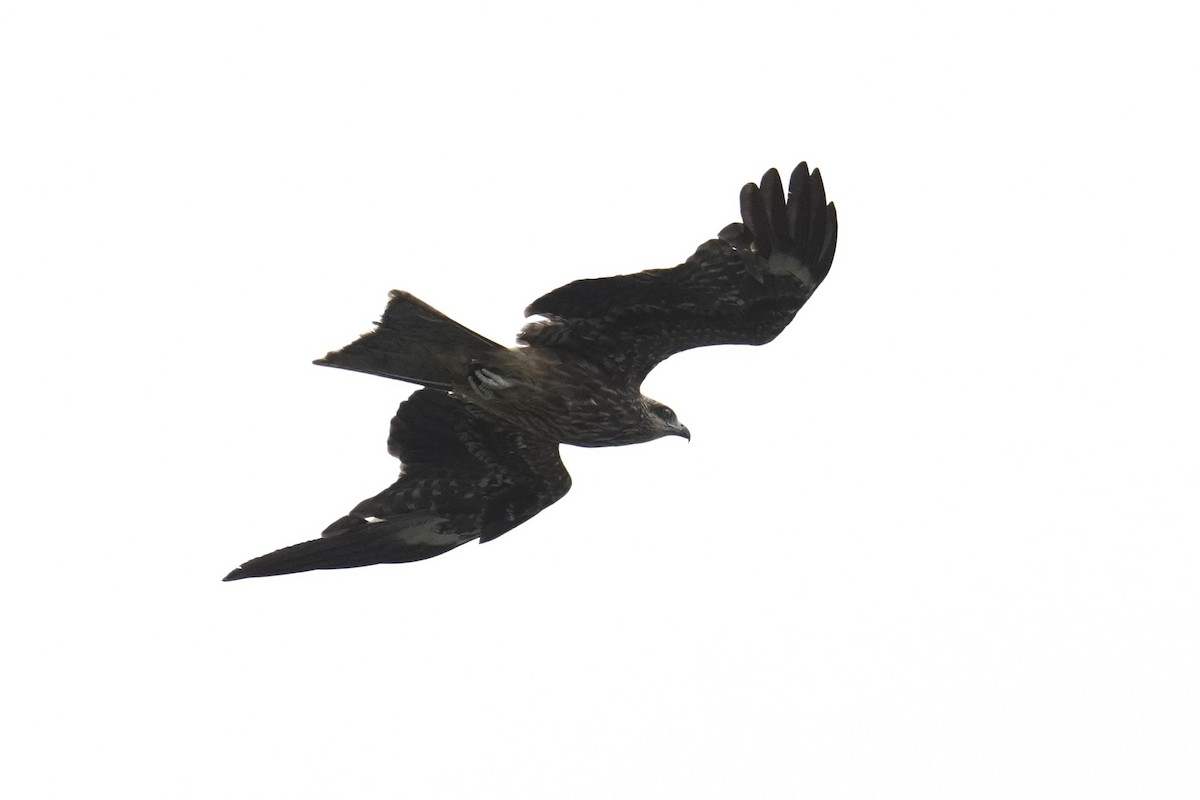 Black Kite (Black-eared) - ML637689806