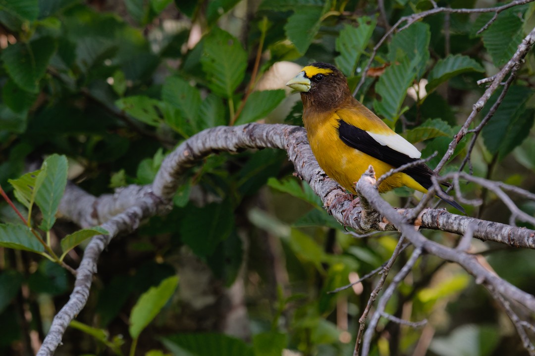 Evening Grosbeak - ML637689807
