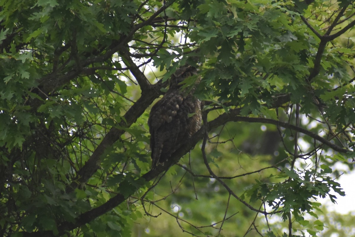 Great Horned Owl - ML637689808