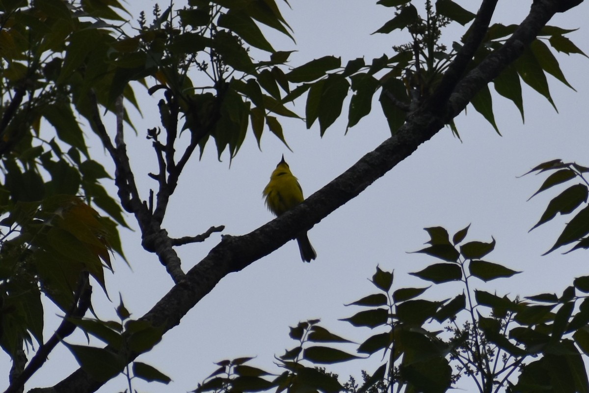 Blue-winged Warbler - ML637689809