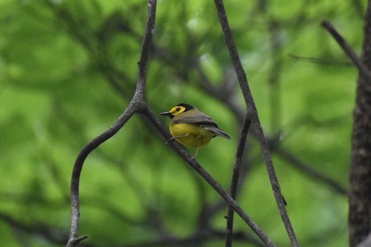 Hooded Warbler - ML637689810