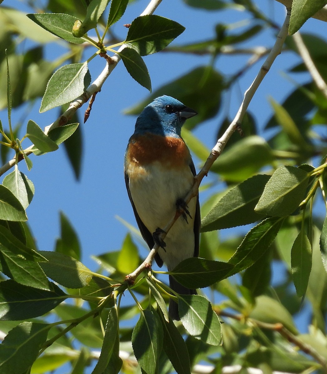 Lazuli Bunting - ML637689811