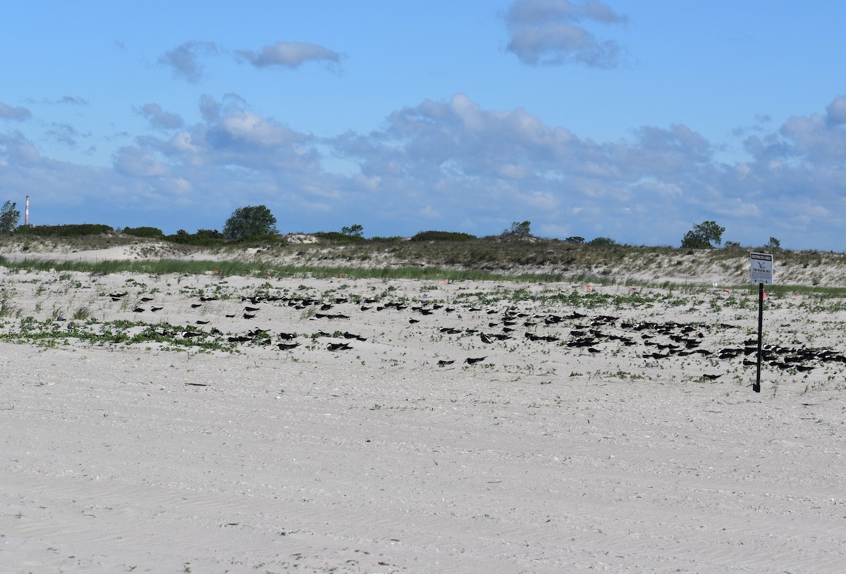 Black Skimmer - ML637689818