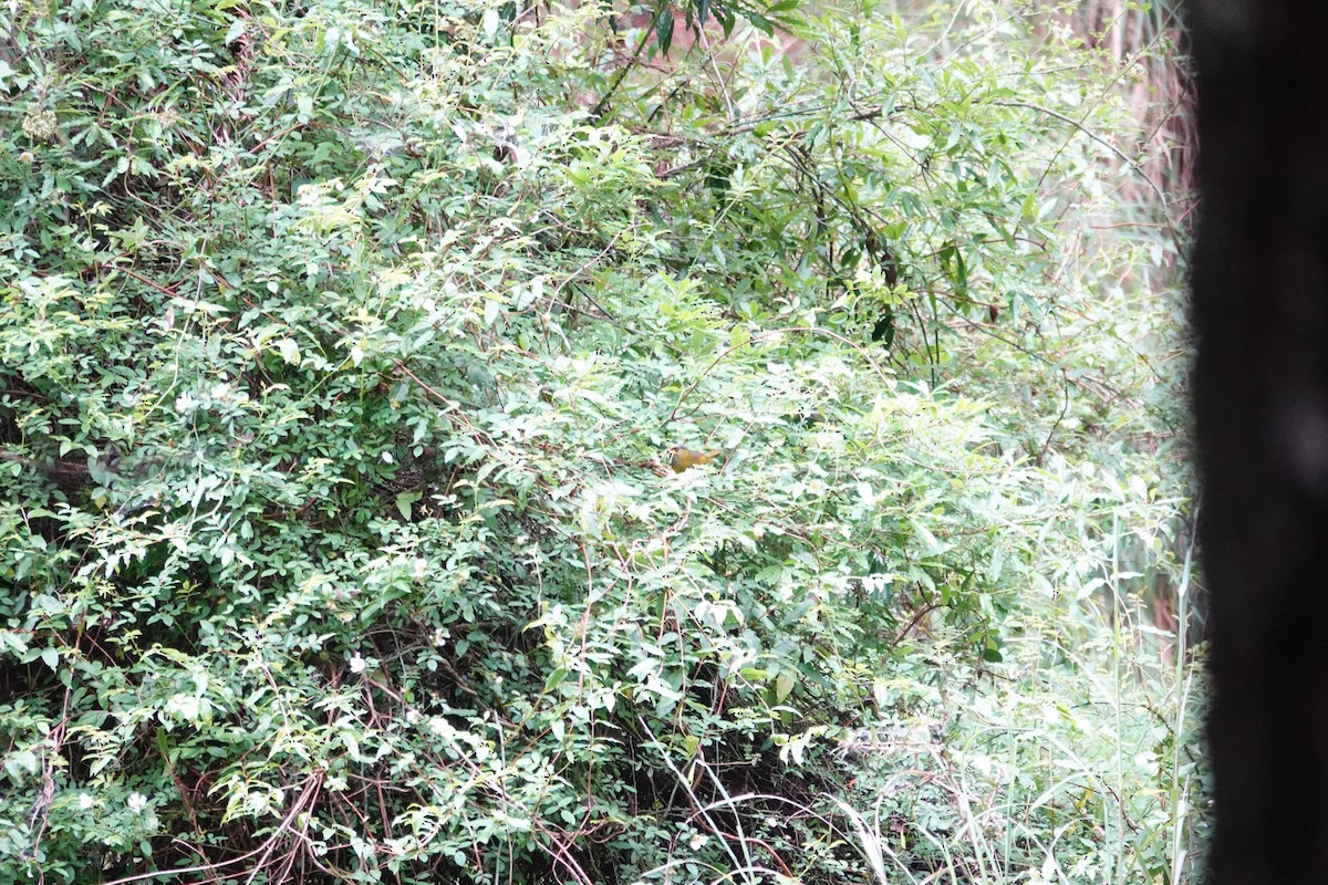 Taiwan Liocichla - ML637689826