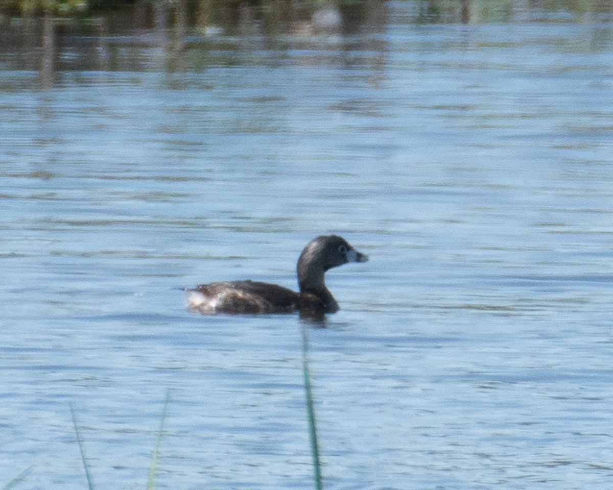 Pied-billed Grebe - ML637689827