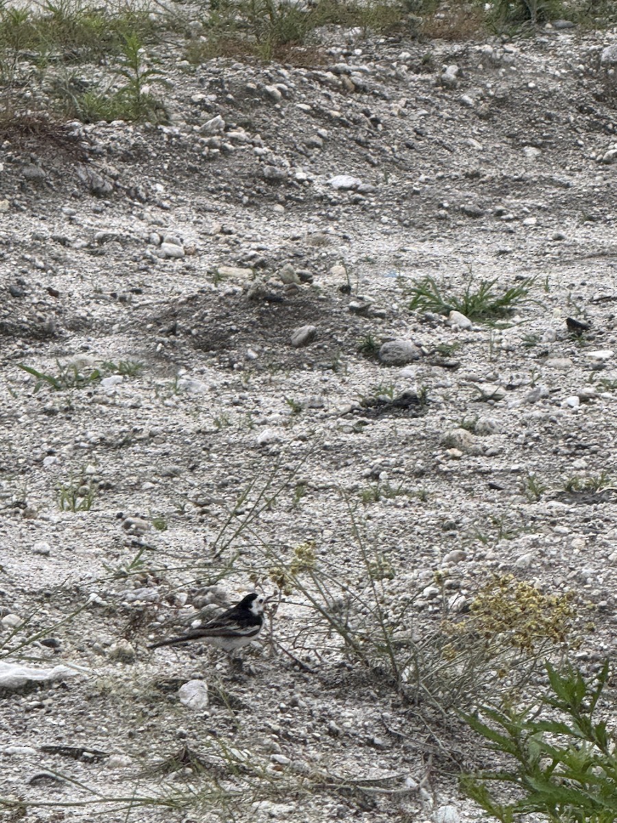 White Wagtail - ML637689853