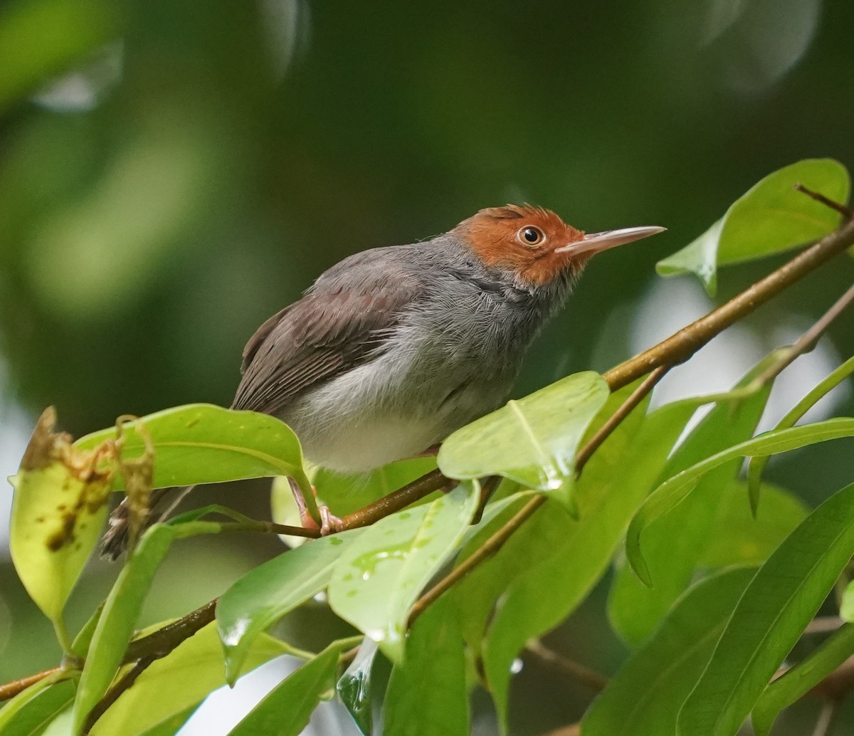 Ashy Tailorbird - ML637689911