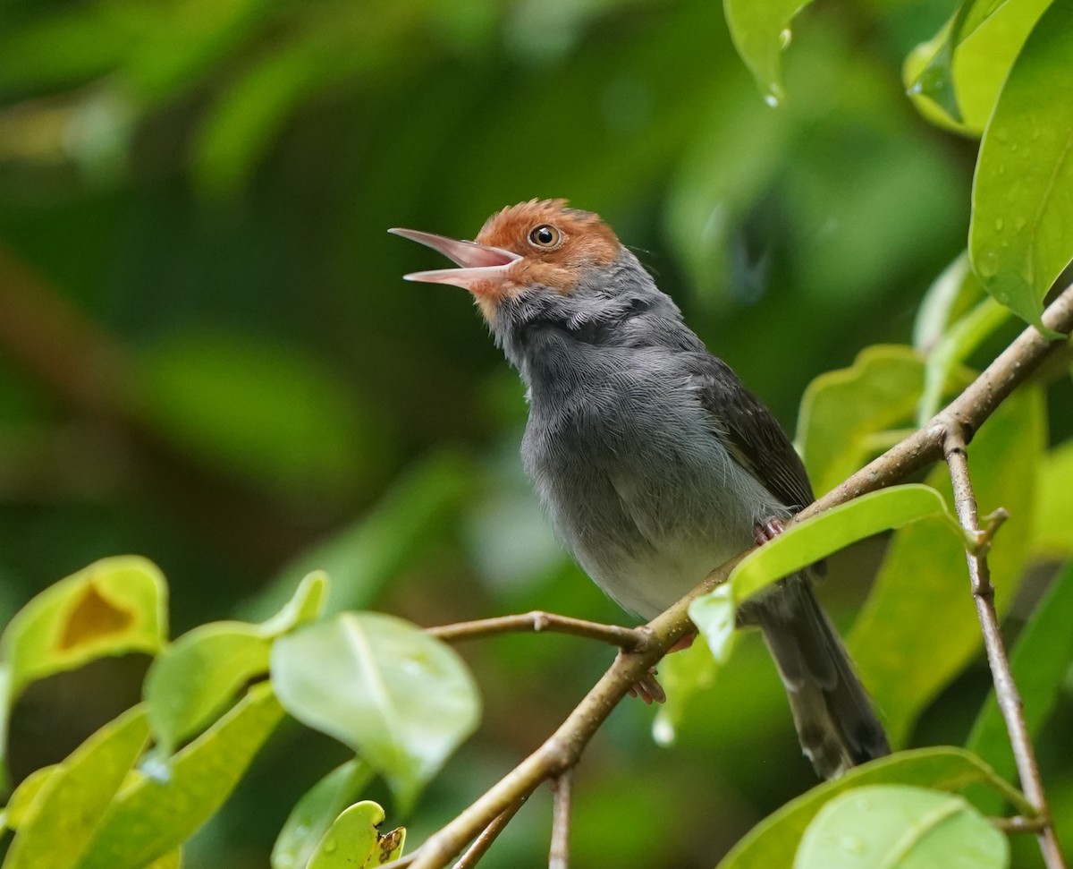 Ashy Tailorbird - ML637689912