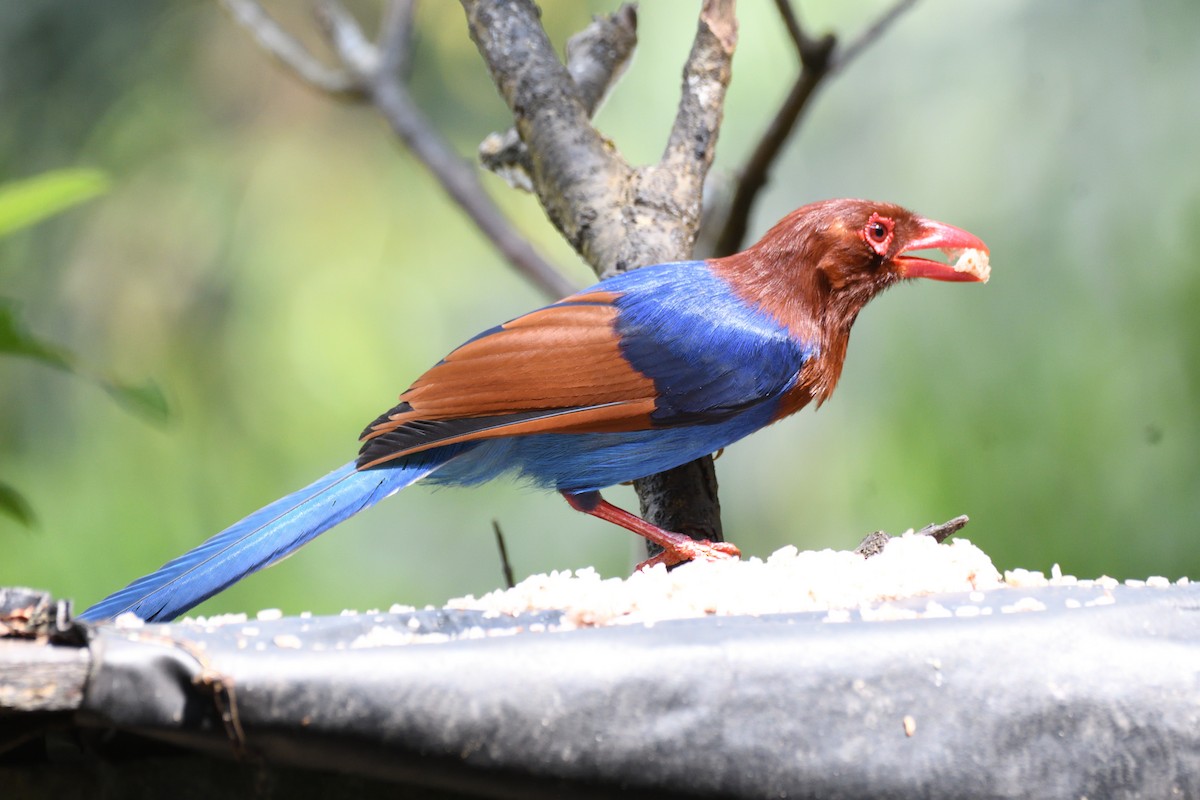 Sri Lanka Blue-Magpie - ML637689946