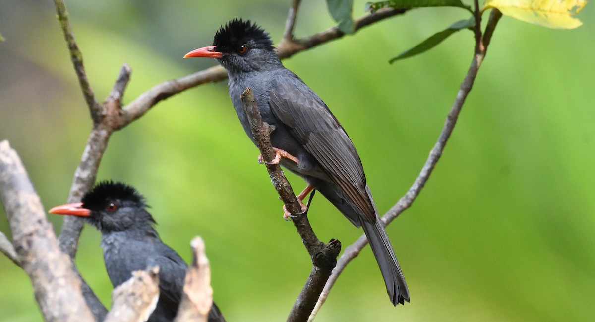 Square-tailed Bulbul - ML637689955