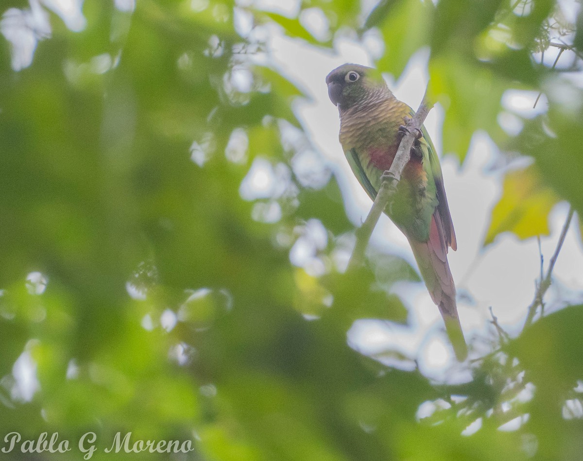 Green-cheeked Parakeet - ML637689989