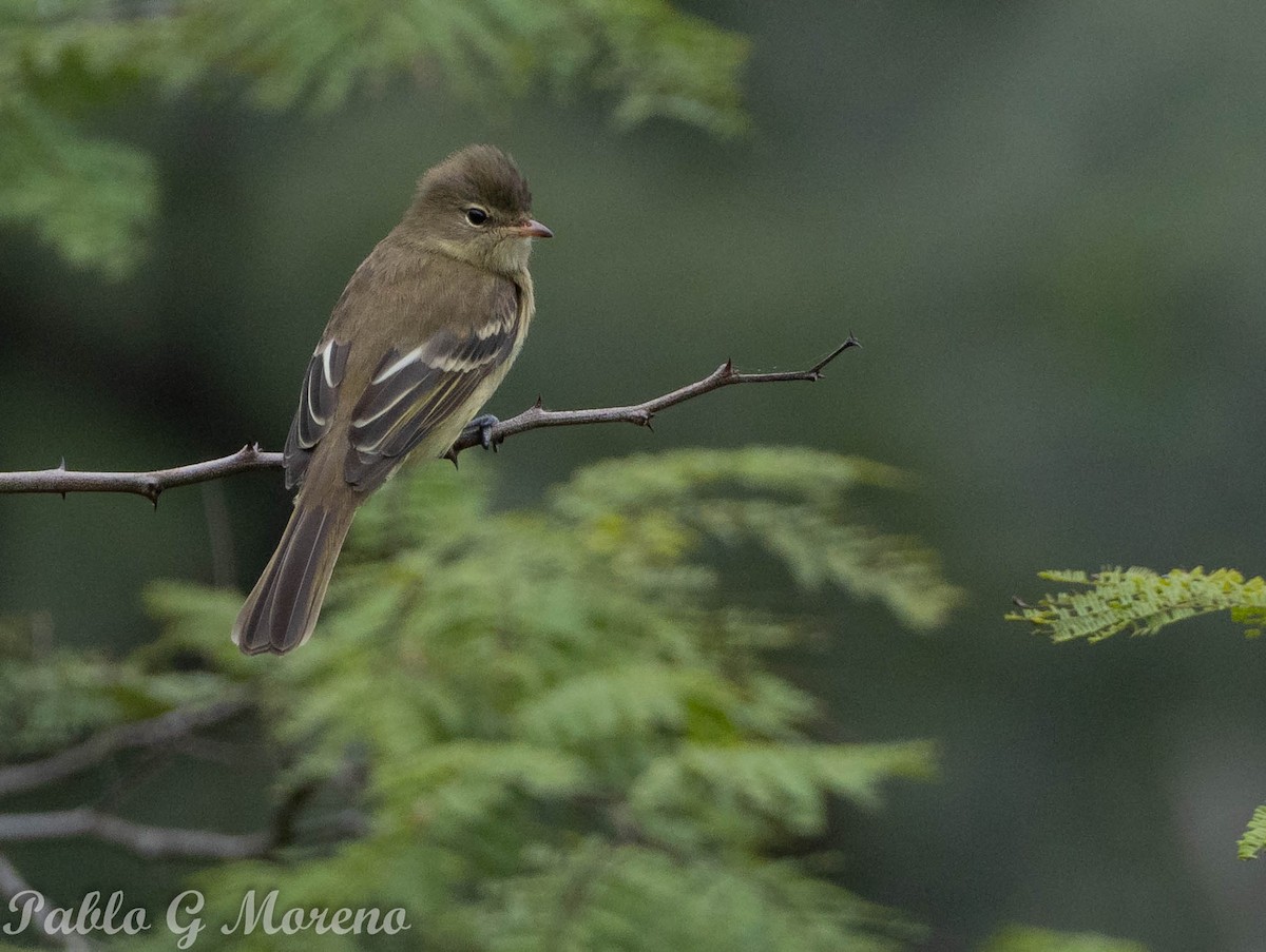 Highland Elaenia - ML637689999