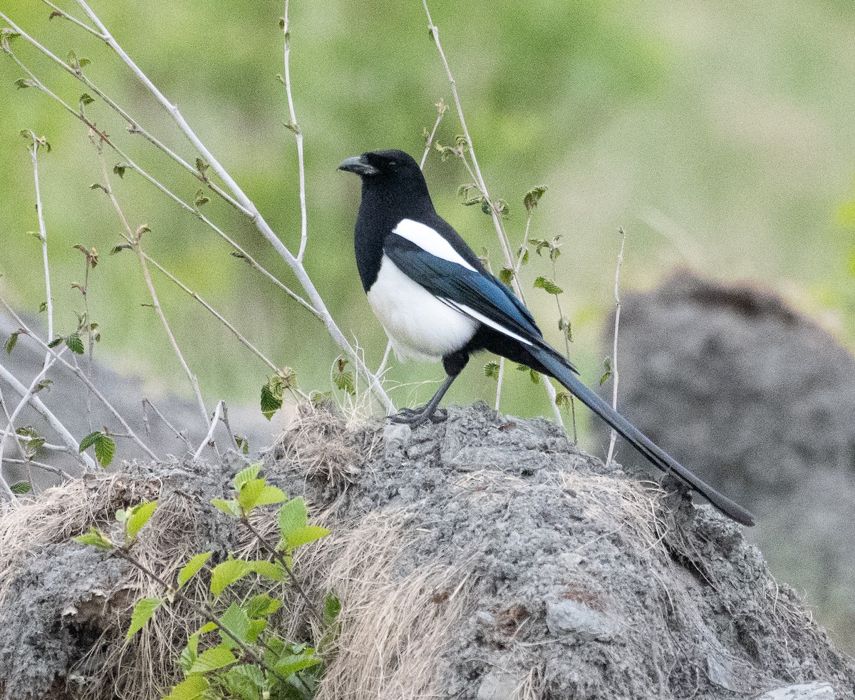 Black-billed Magpie - ML637690018