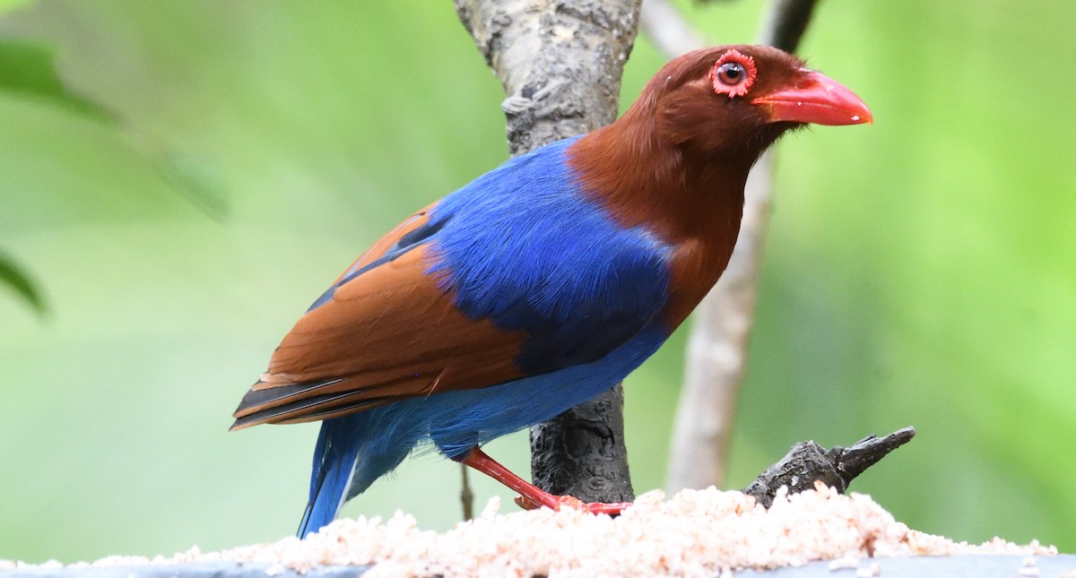 Sri Lanka Blue-Magpie - ML637690030