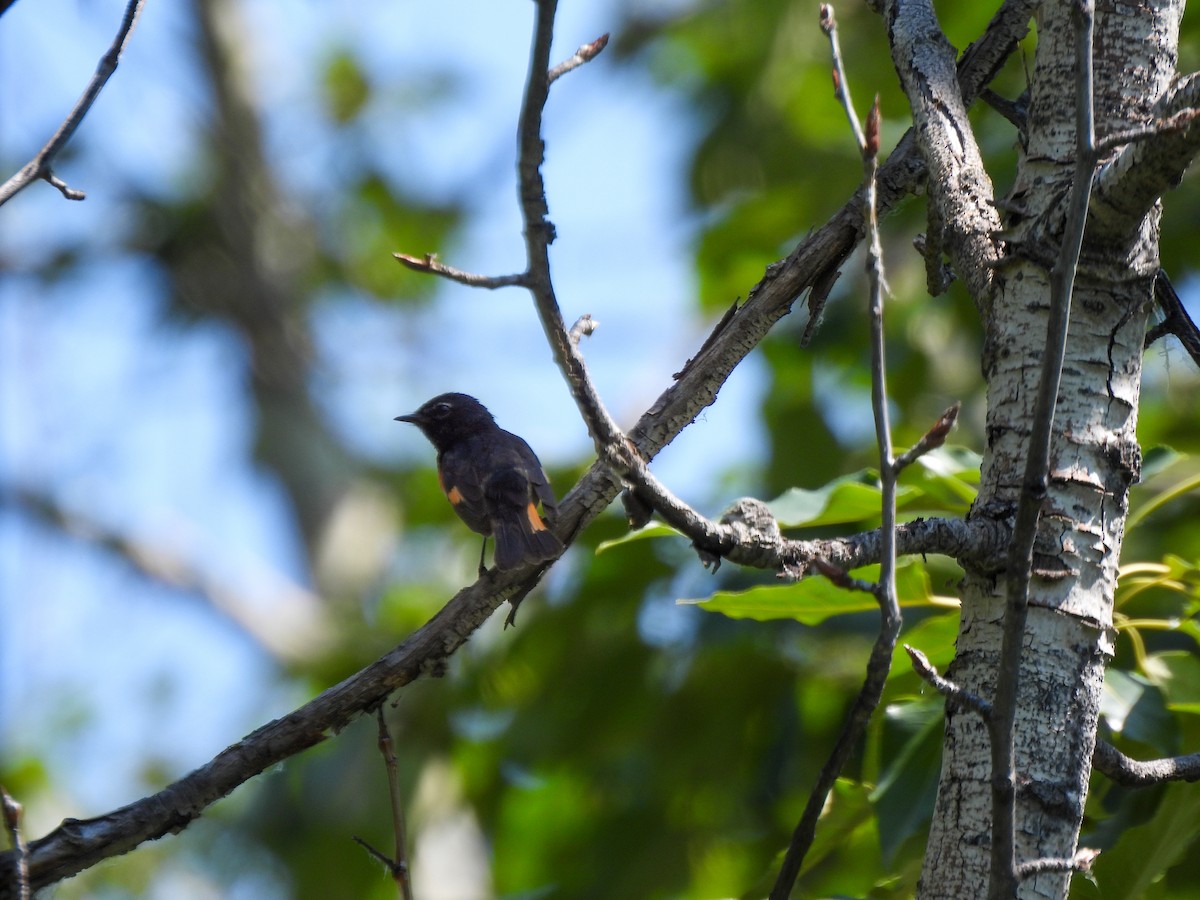 American Redstart - ML637690083