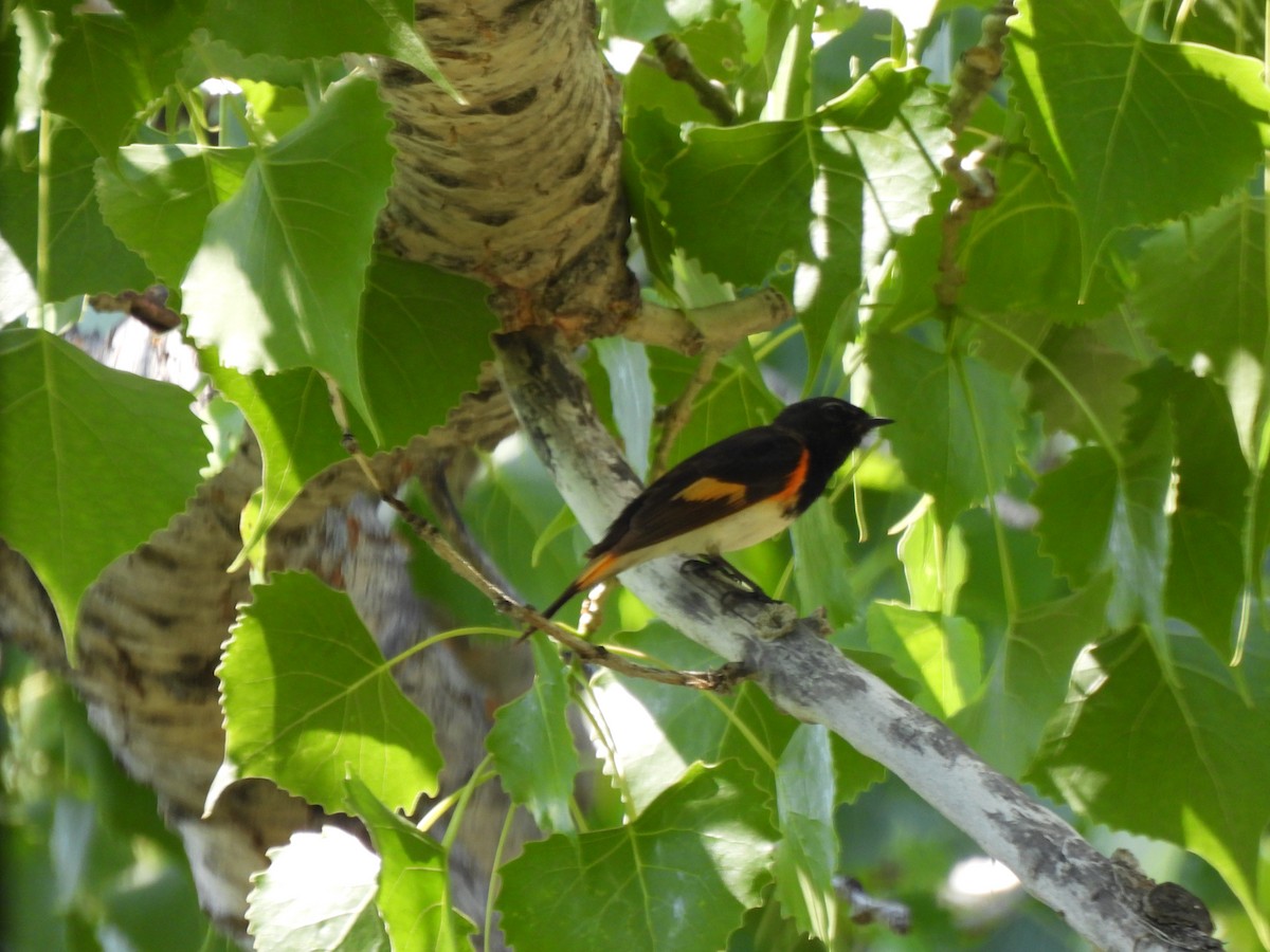 American Redstart - ML637690084