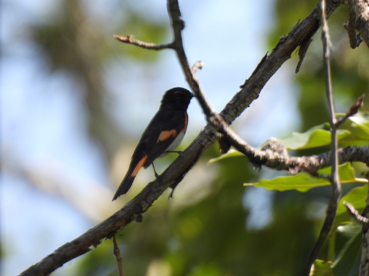 American Redstart - ML637690085
