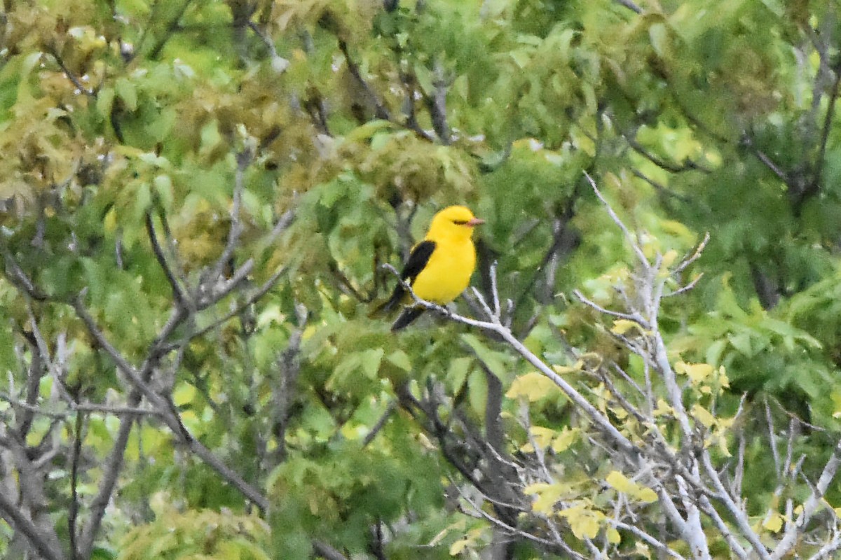Eurasian Golden Oriole - ML637690187