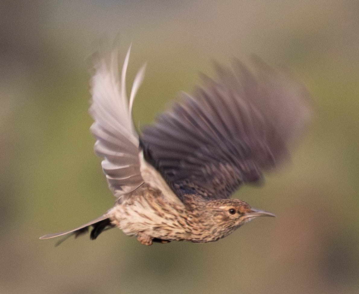 Karoo Long-billed Lark (Karoo) - ML637690239