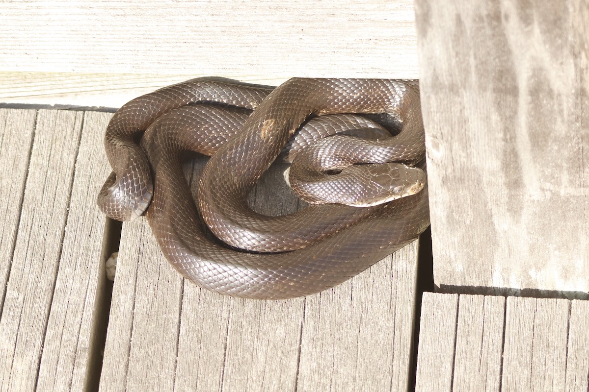 Eastern Ratsnake - ML637690240