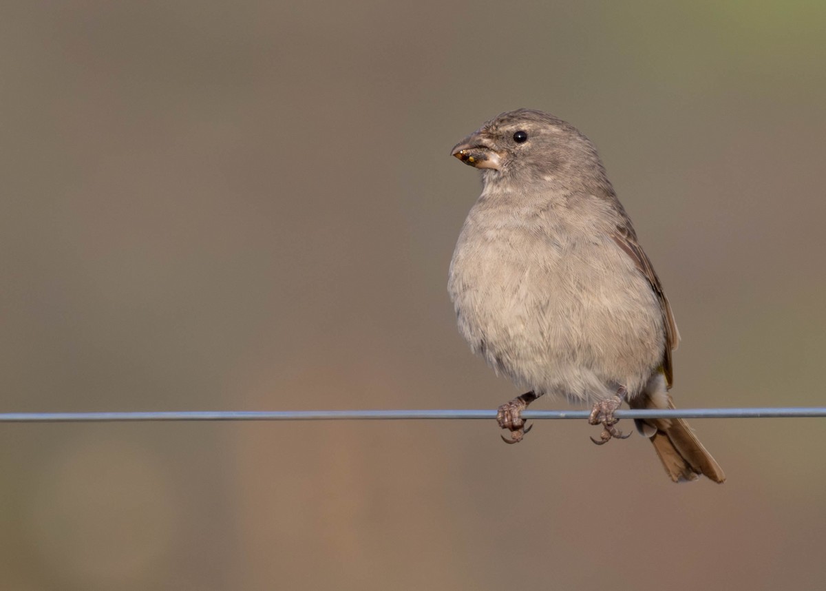 White-throated Canary - ML637690243