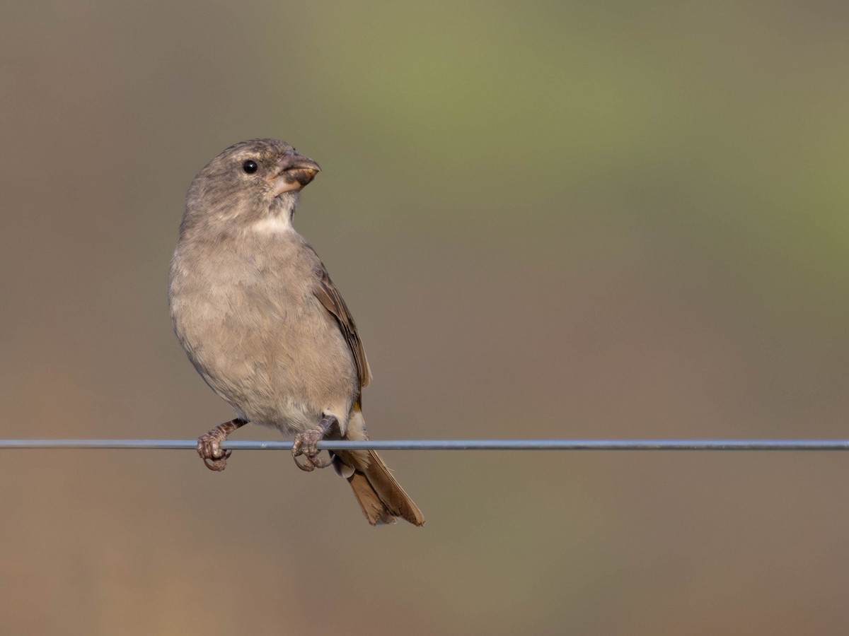 White-throated Canary - ML637690244