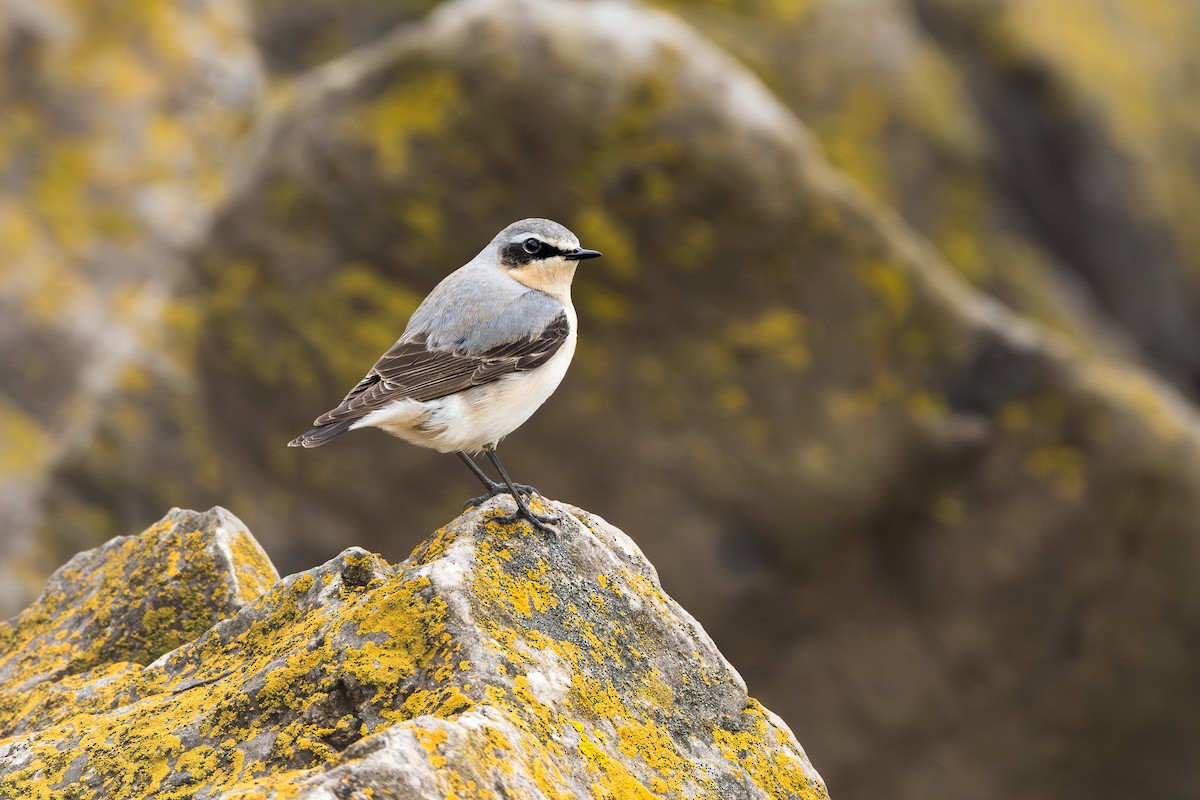 Northern Wheatear - ML637690246