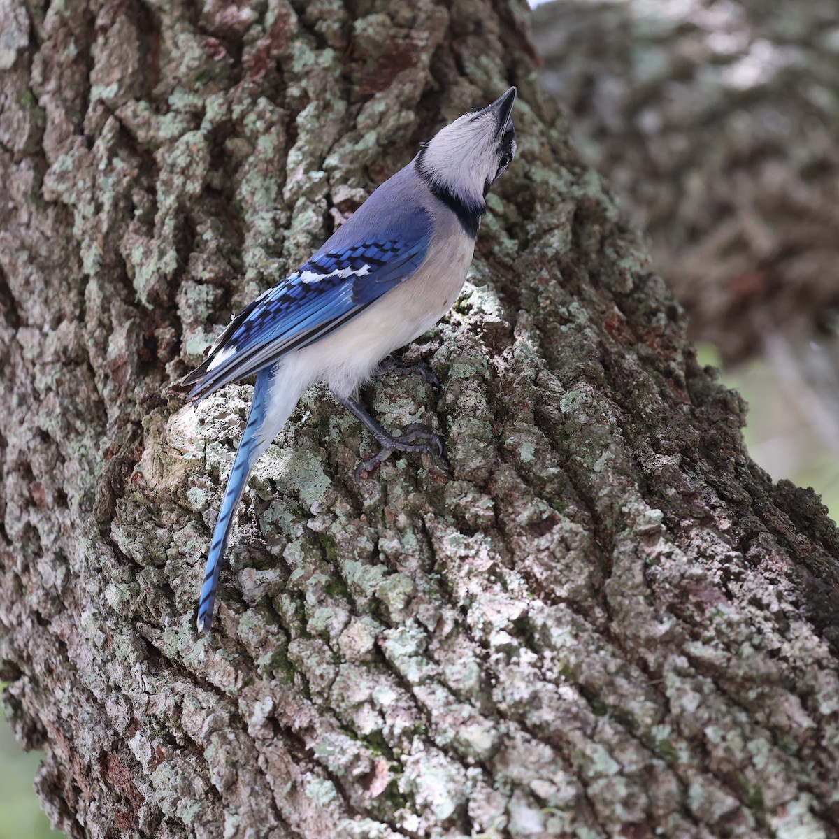 Blue Jay - ML637690266