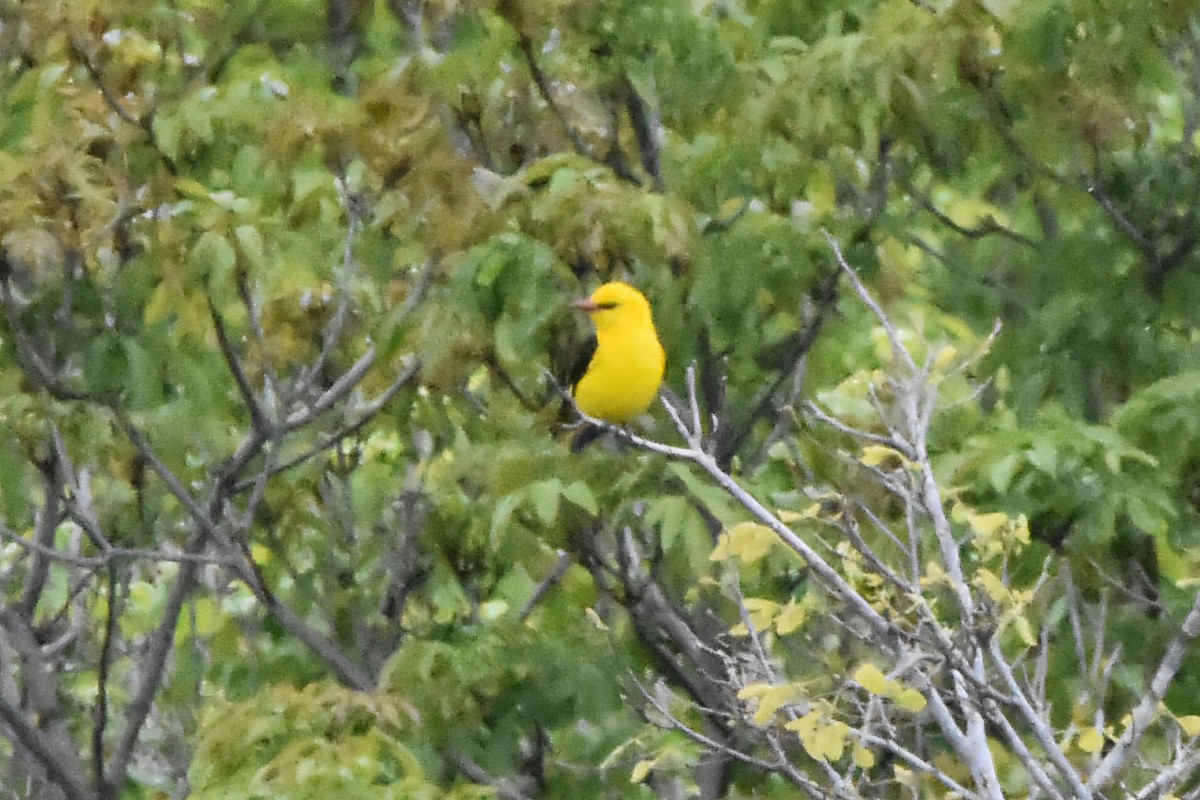 Eurasian Golden Oriole - ML637690269