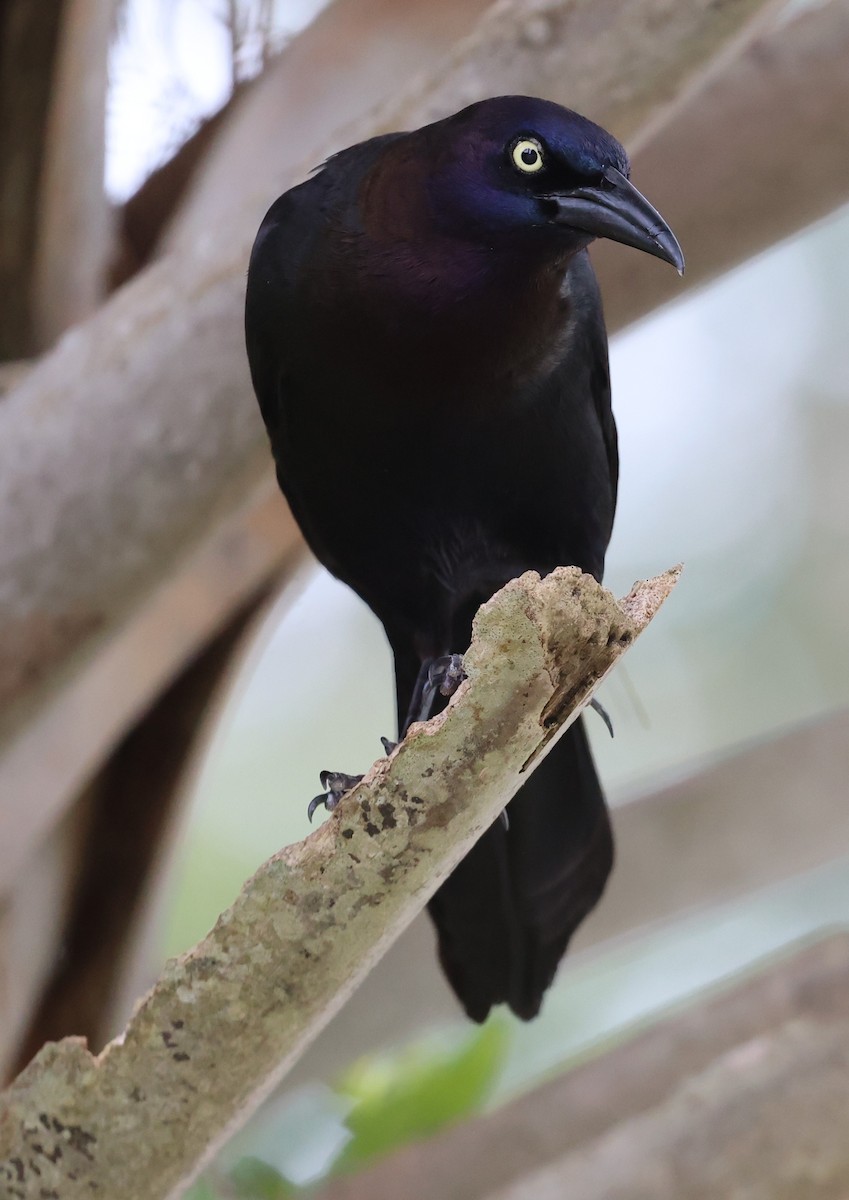 Common Grackle - ML637690272