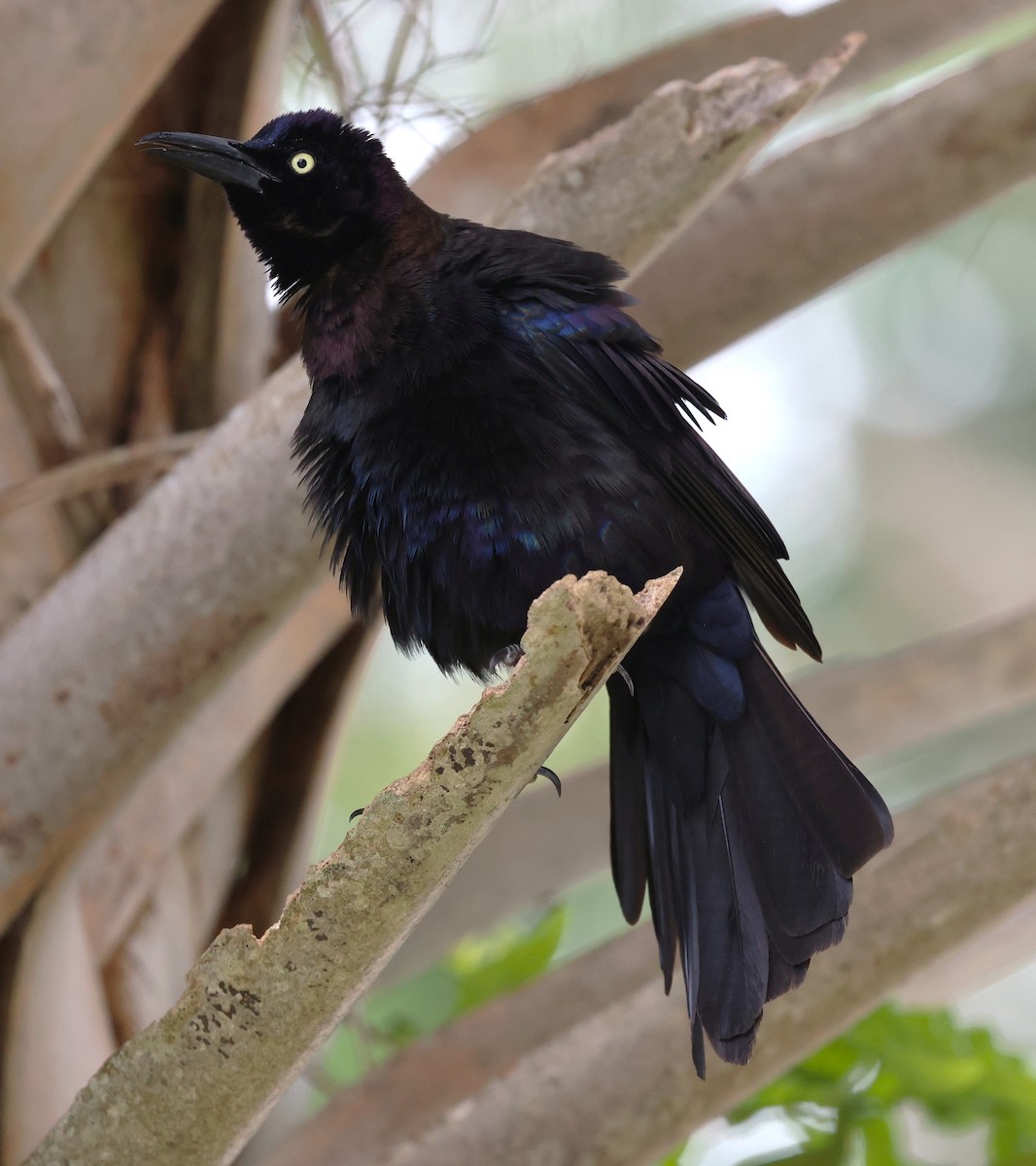 Common Grackle - ML637690273