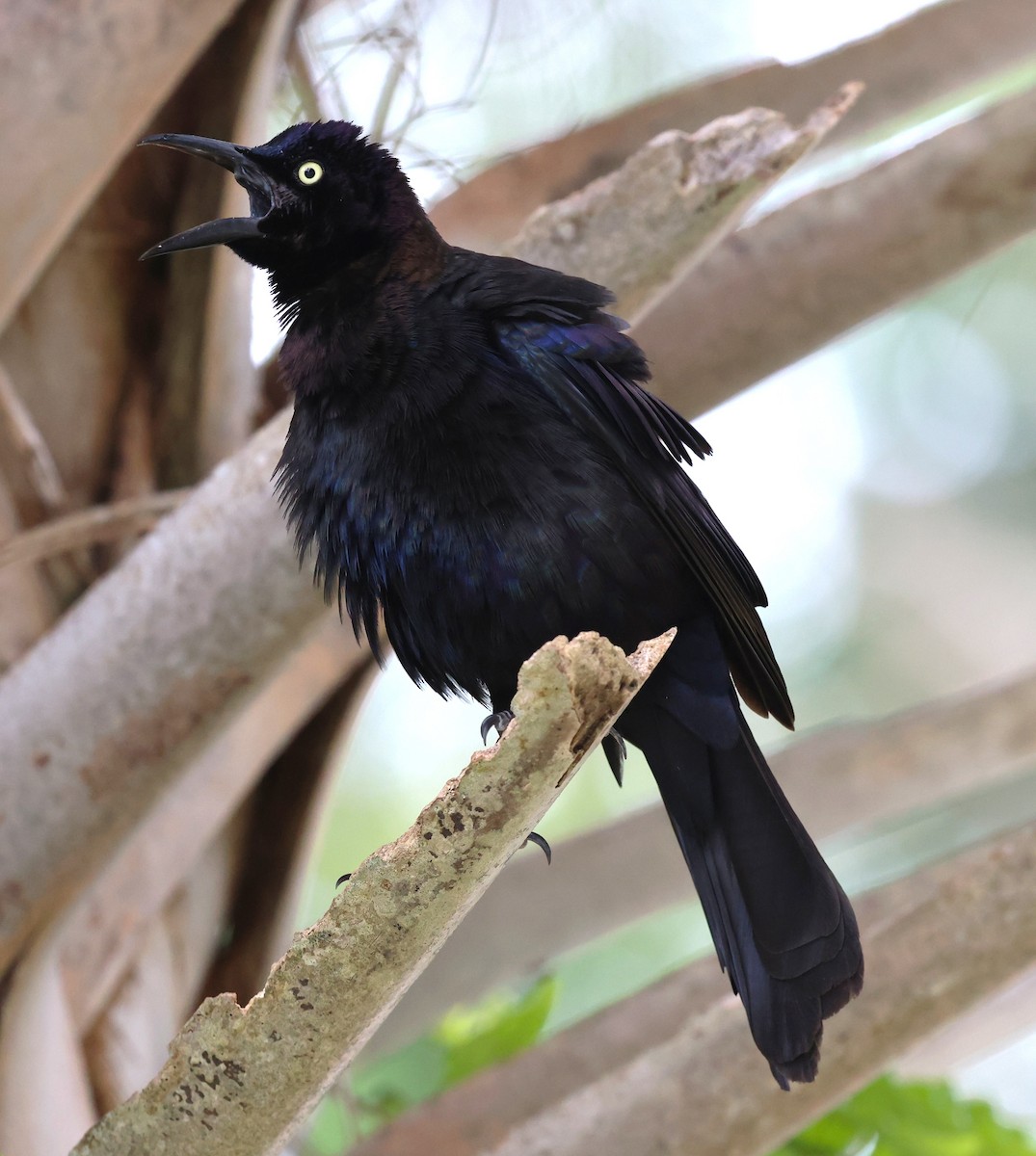 Common Grackle - ML637690274
