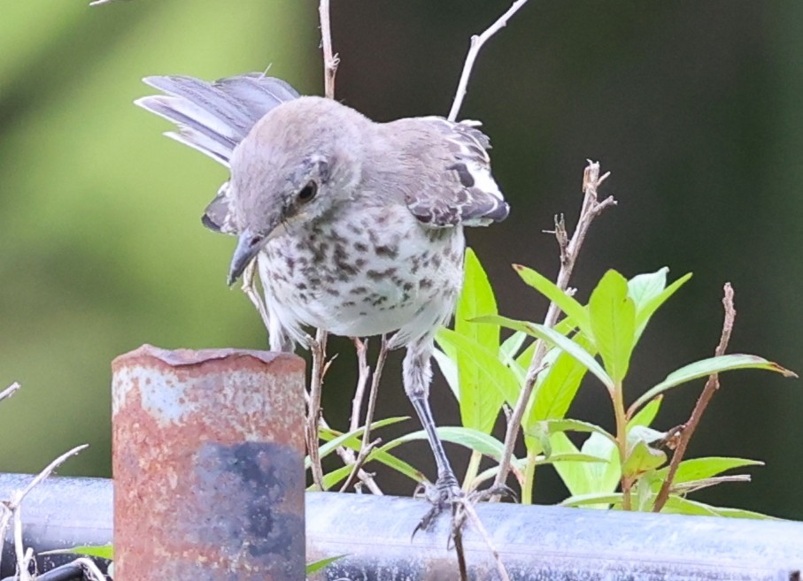 Northern Mockingbird - ML637690280
