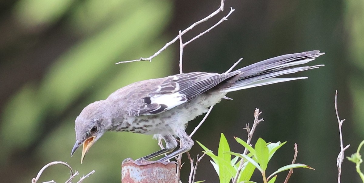 Northern Mockingbird - ML637690281