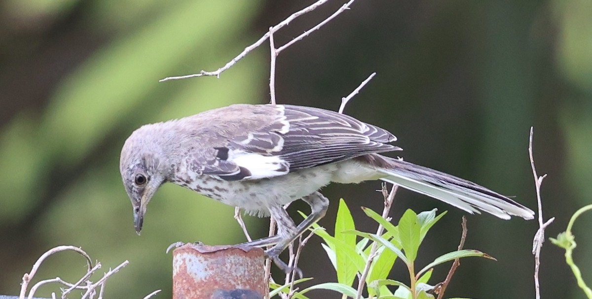 Northern Mockingbird - ML637690282