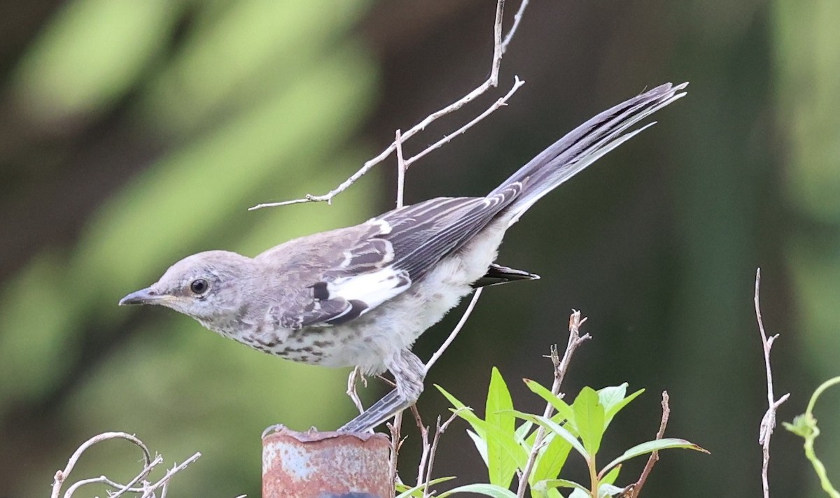 Northern Mockingbird - ML637690284