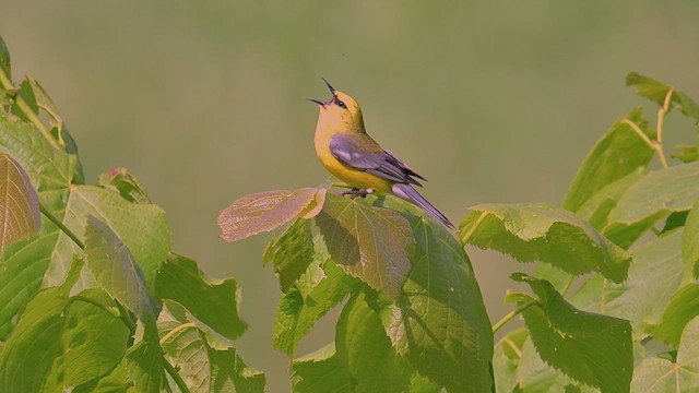 Blue-winged Warbler - ML637690301