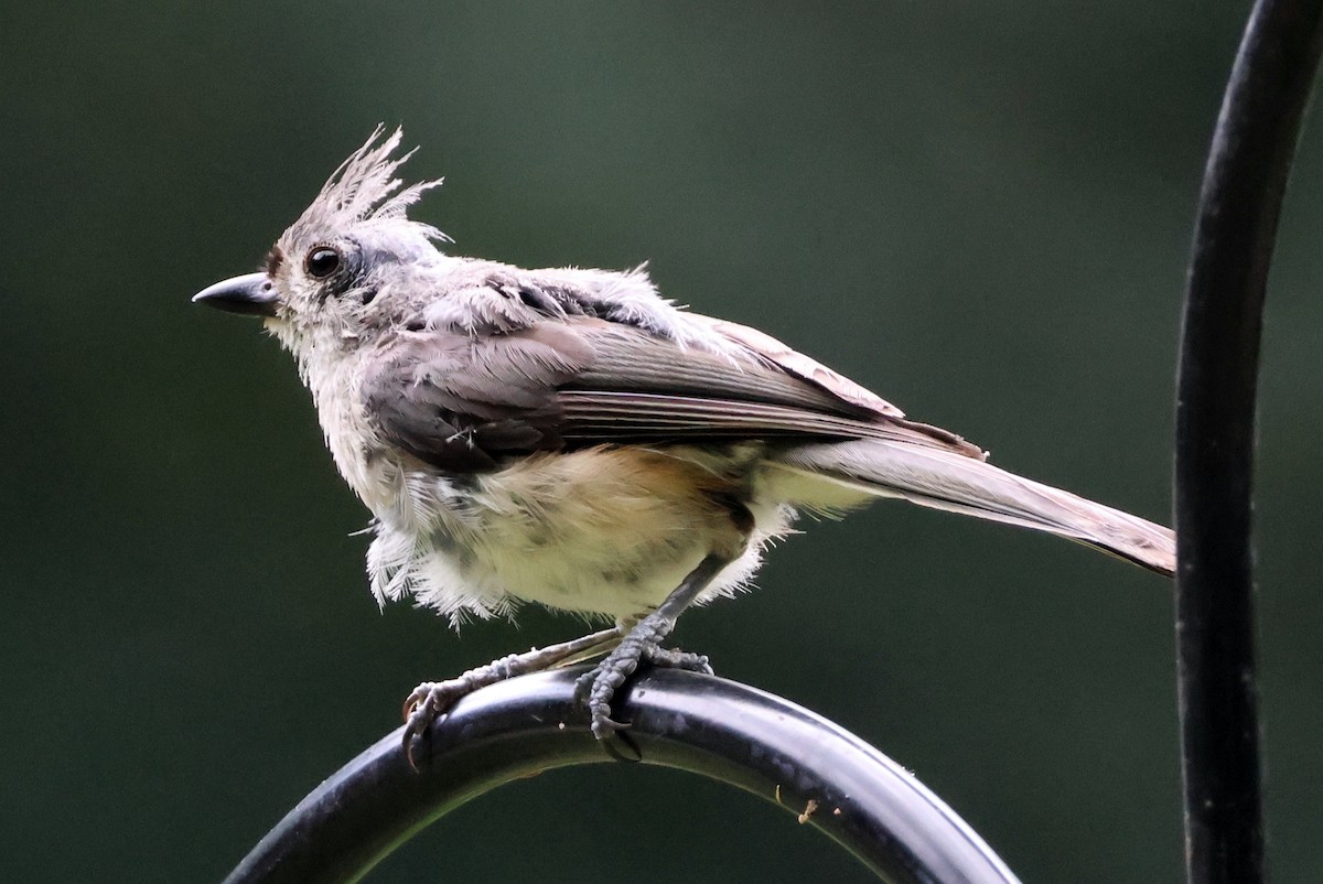 Tufted Titmouse - ML637690308