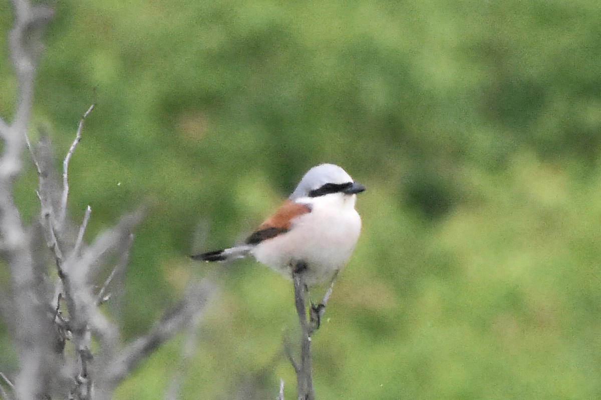 Red-backed Shrike - ML637690313