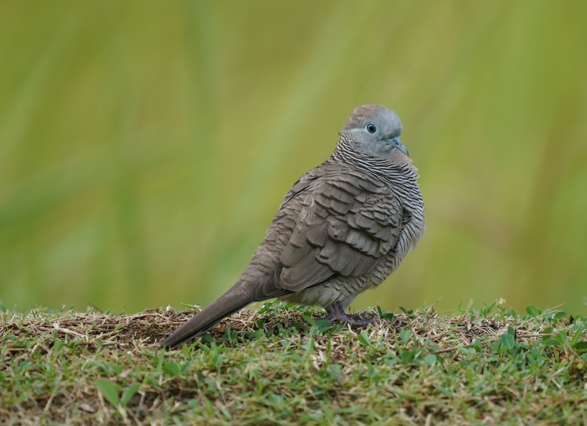 Zebra Dove - ML637690324